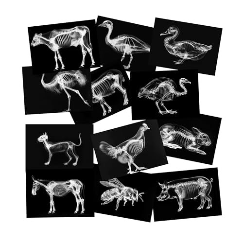 Animal X-Ray Set, Educational Science Kit, Light Table Accessory Farm Animals