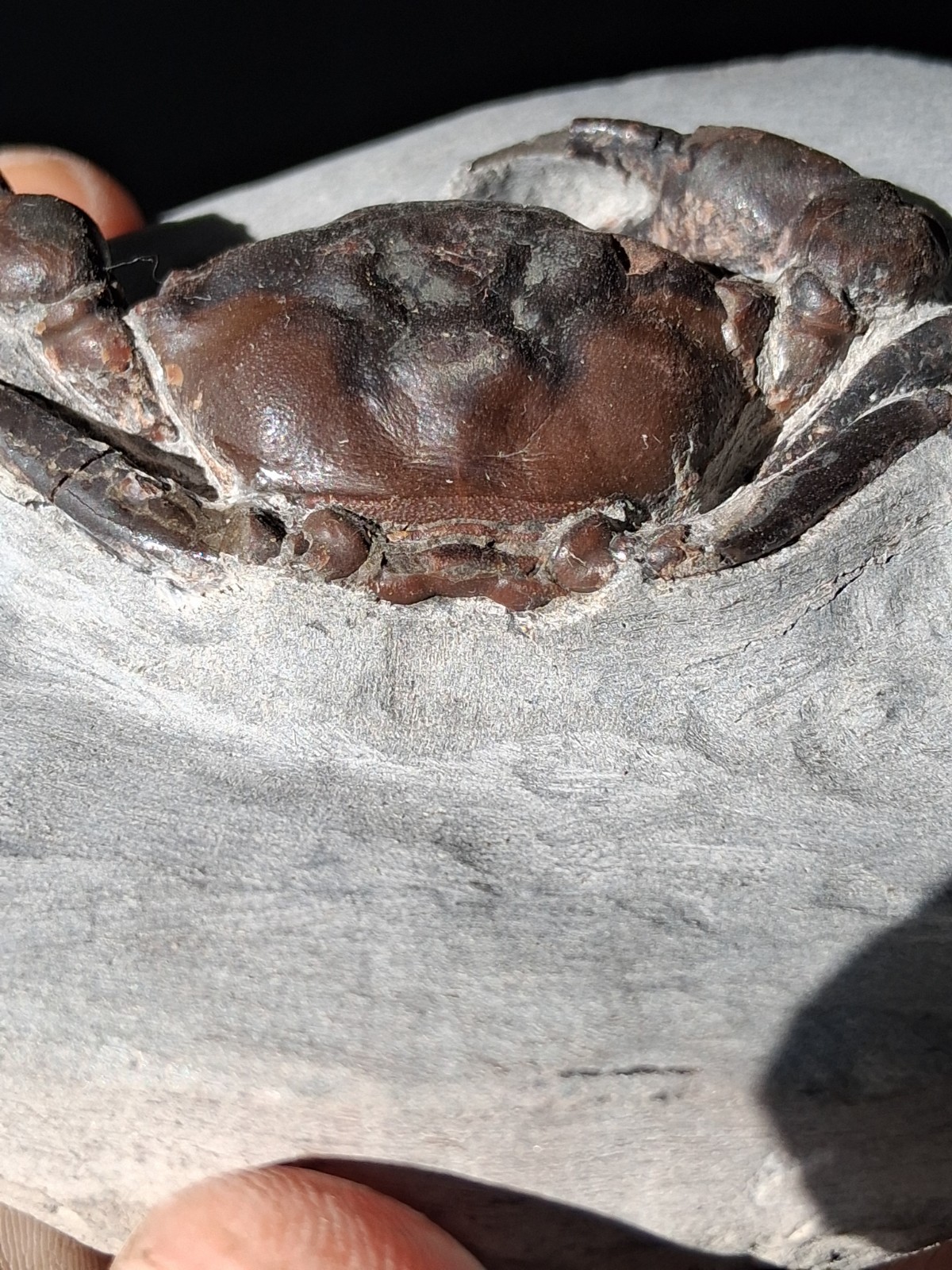 Pulalius Vulgaris Crab Fossil Specimen Washington State