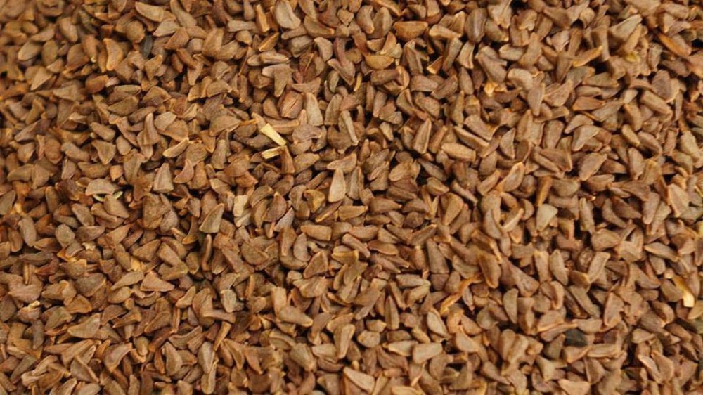 seeds Harmal - harmala - rue ISBAND ISPAND ASPAND
