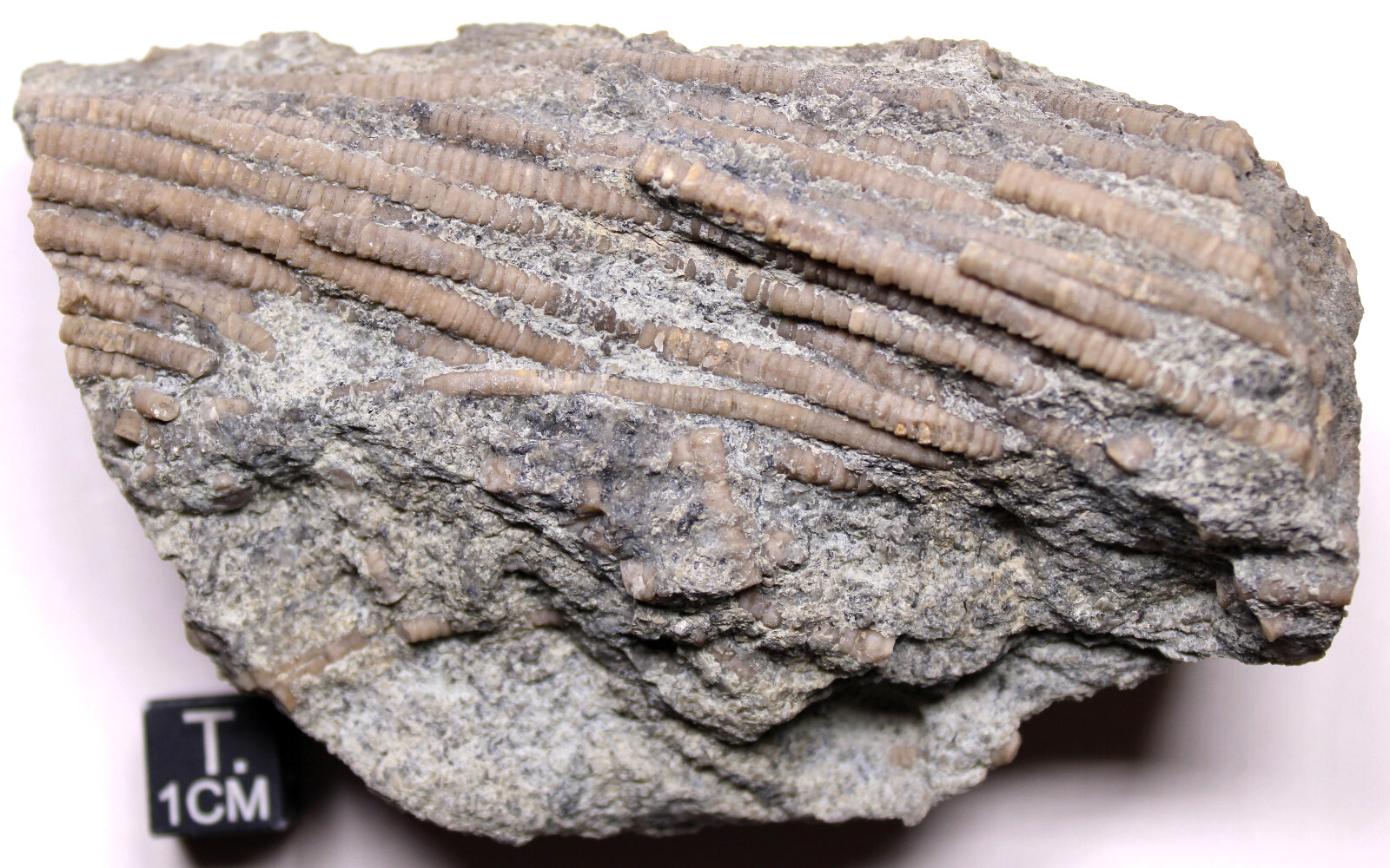 Ectenocrinus Crinoid Stem Log Jam Ordovician Fossils Kope Formation Kentucky