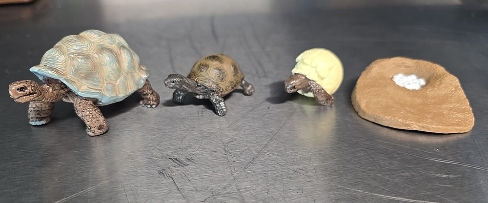 Tortoise Life Cycle Figure