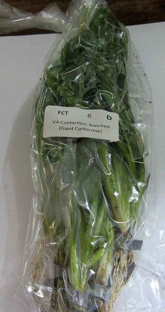 10 clumps controt val plants
