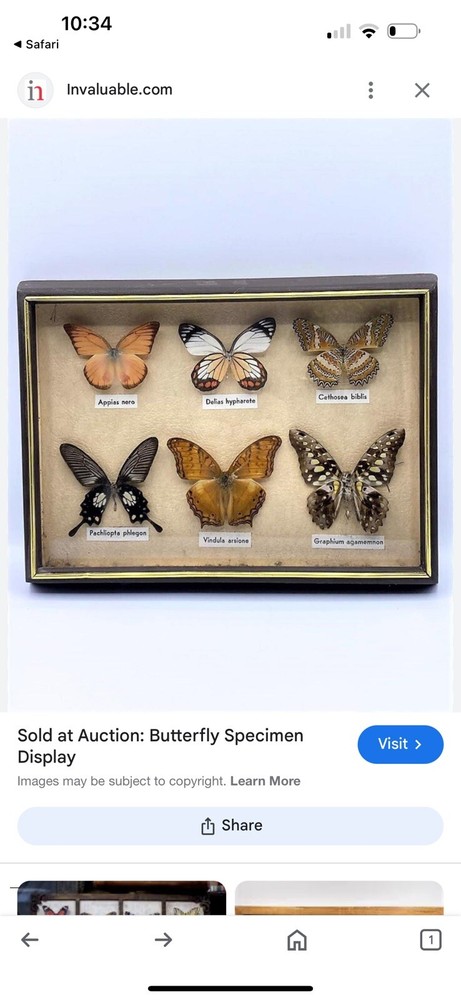 Rare Butterfly Specimen Display