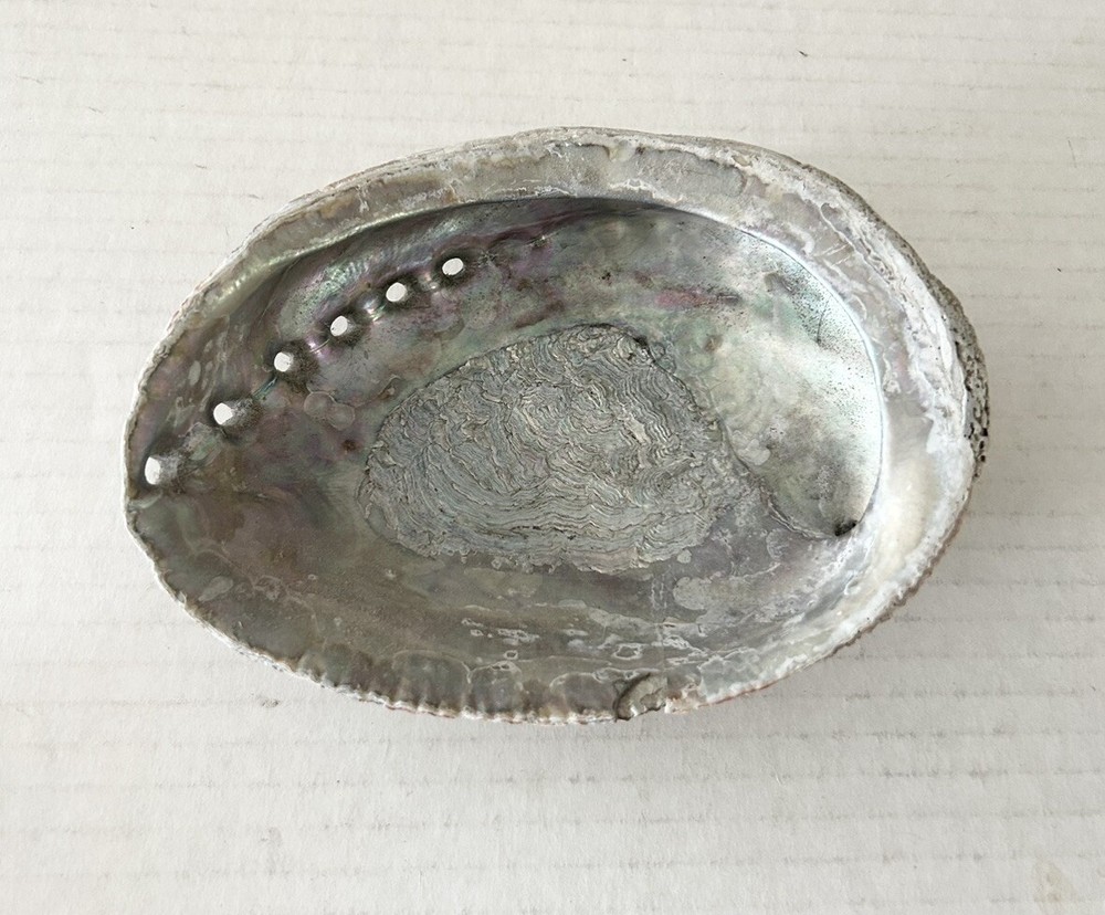 Large Natural Abalone Shell small chip