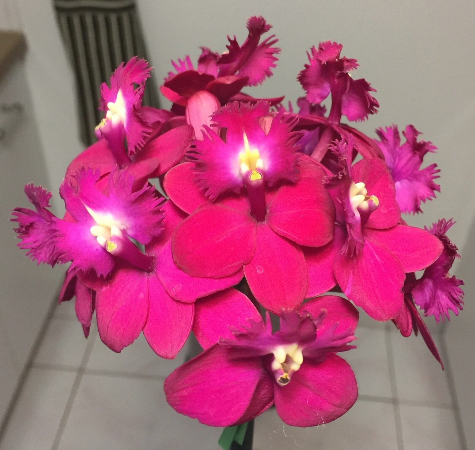 Dalton's of New Zealand Orchiata Bark - Precision, Classic, Power & Power+