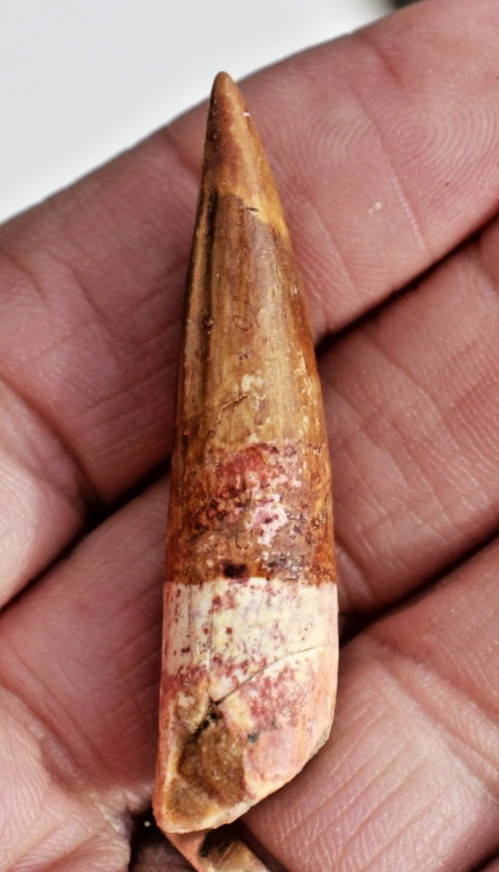 Authentic 2.0" Spinosaurus Tooth in Riker Mount