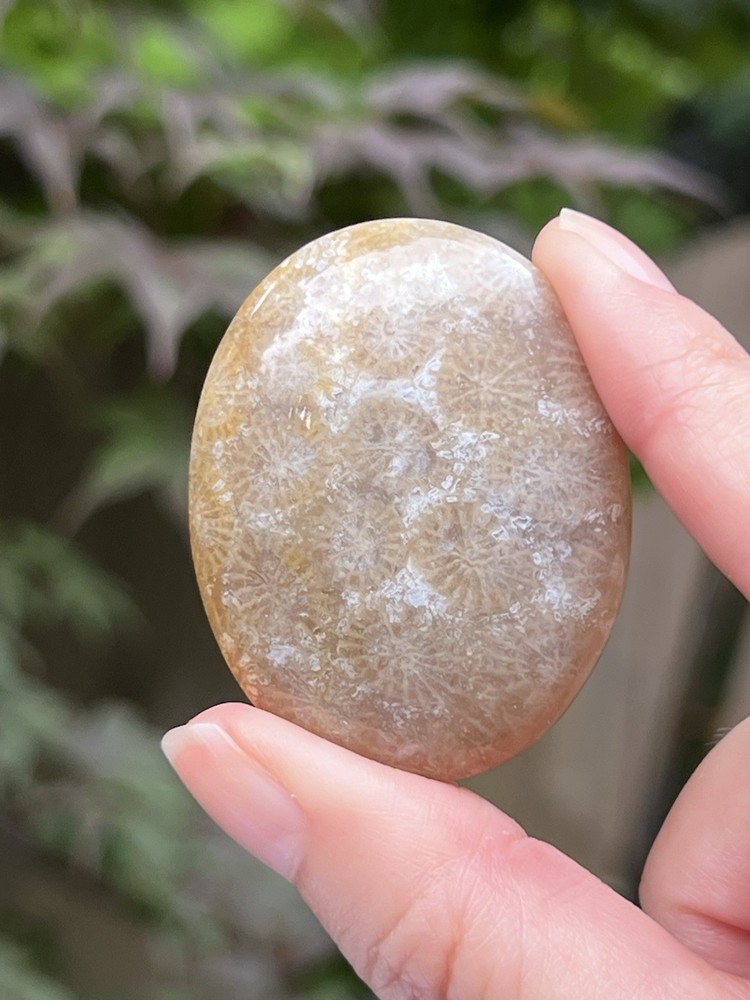 Fossilised Coral Crystal Palmstone AAA+ 19