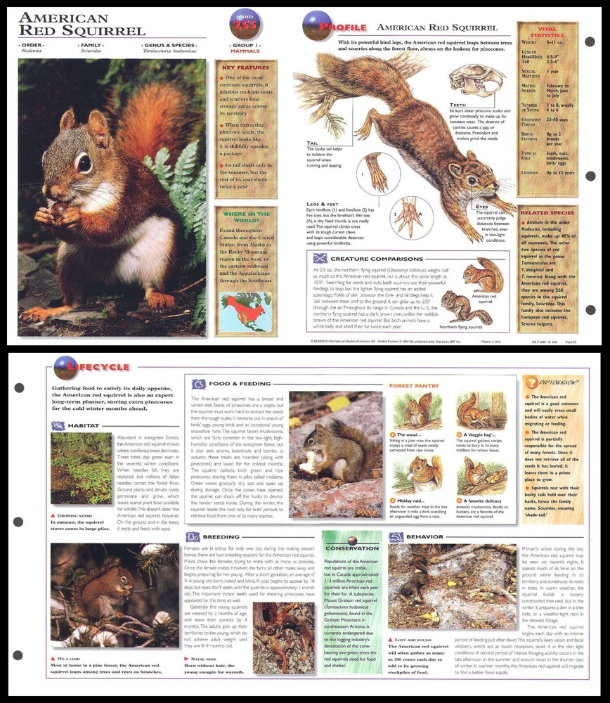 Fold-Out Sheet - American Red Squirrel - 255