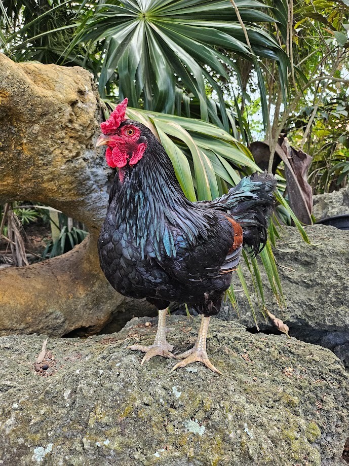 6 Purebred Dark Cornish Hatching Eggs - Half Dozen Shipped in Foam!