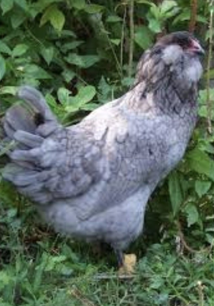 12 Beautiful Multi- Colored Ameraucana Easter Eggers Hatching Eggs NPIP