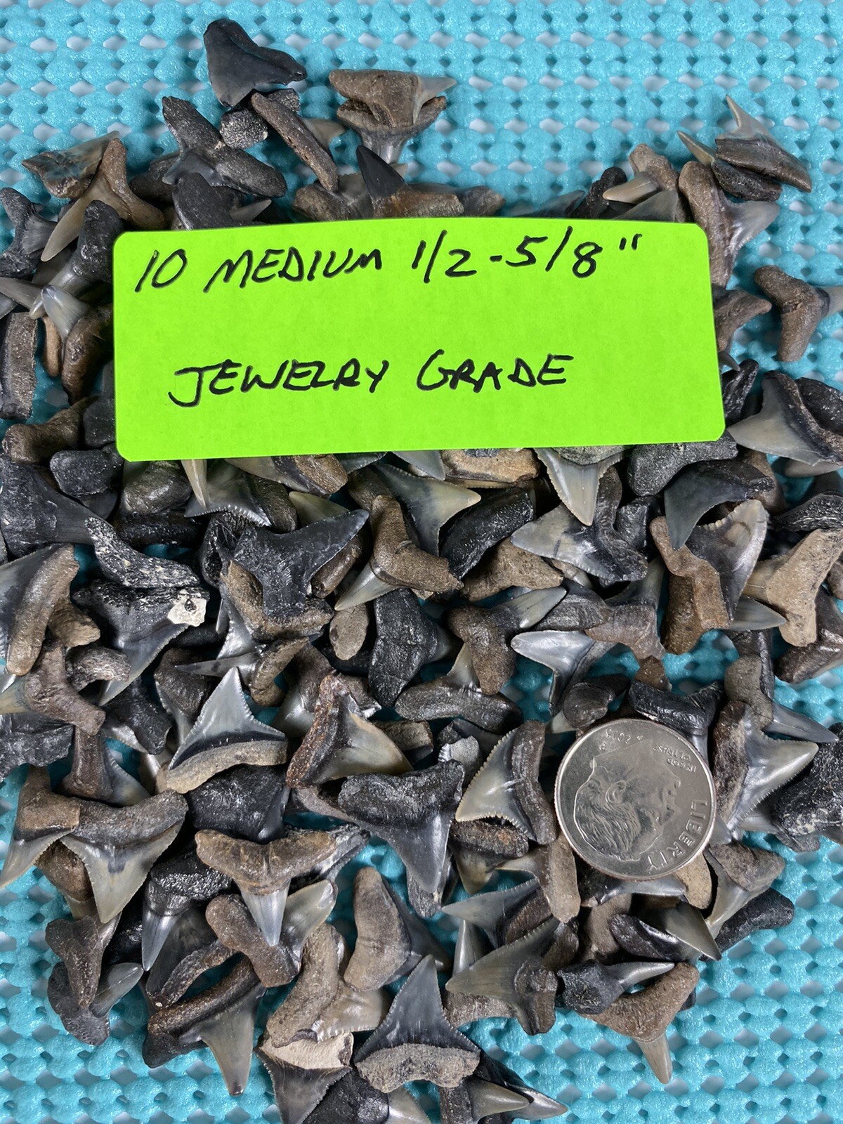 150 Piece Shark Teeth / Fossil Starter Kit From Venice Florida
