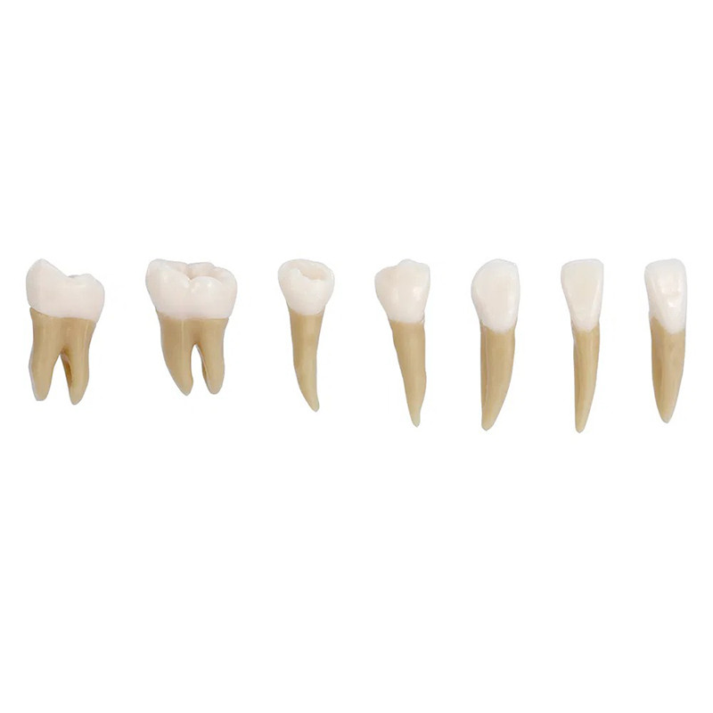 Dental 1: 1 Permanent Teeth Demonstration Implant Teaching Study Model 28pcs/kit