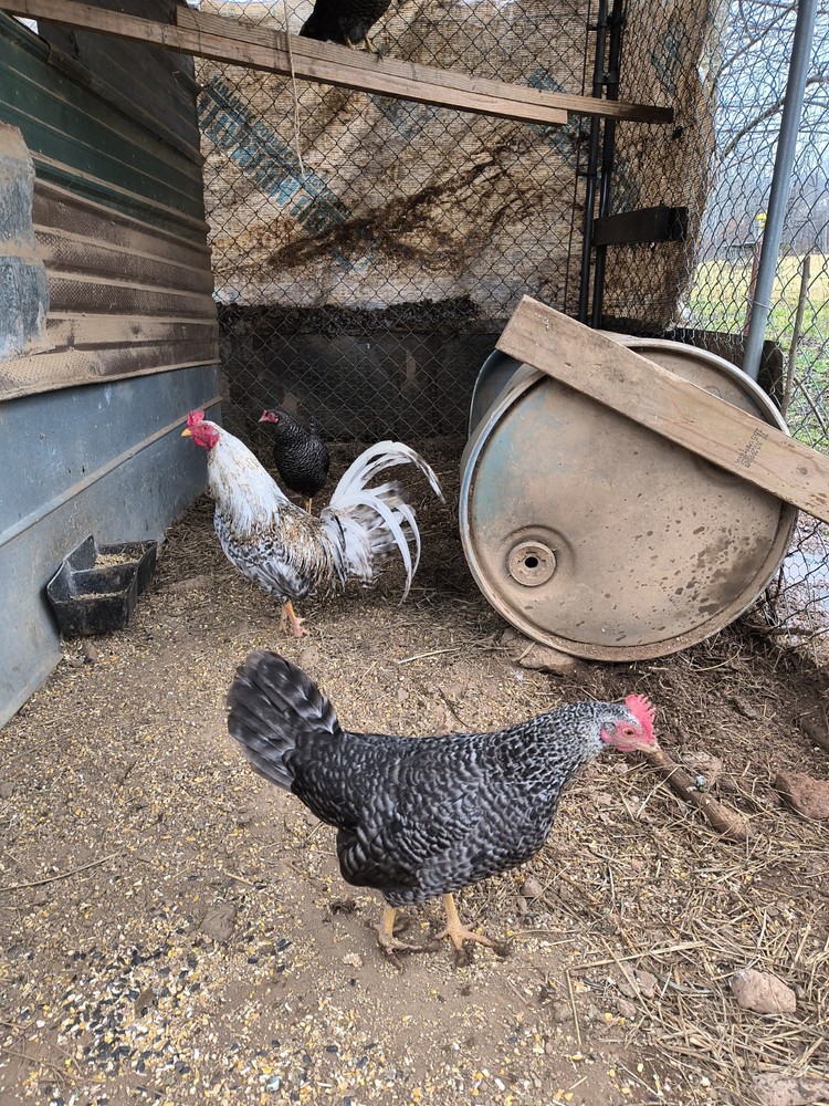 6 Dom Pure Hatching Eggs