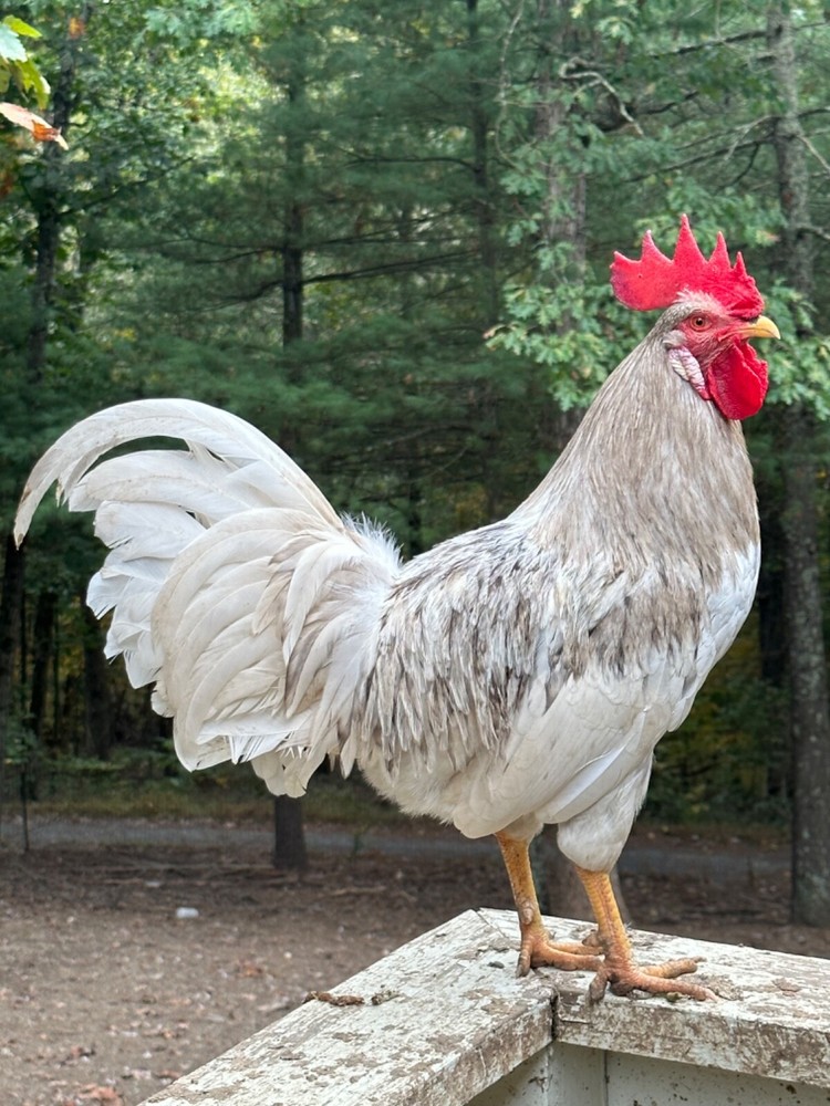 12 Rainbow chicken hatching eggs| Healthy Flock