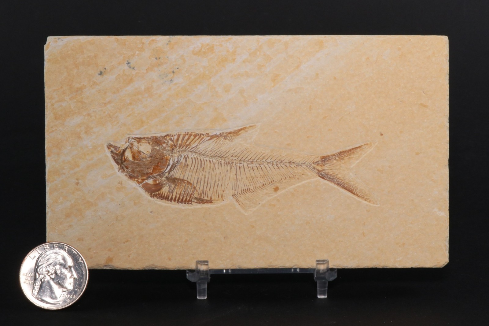 3.7" Diplomystus Fossil Fish Fossil Lake Green River Fm Wyoming COA 11881