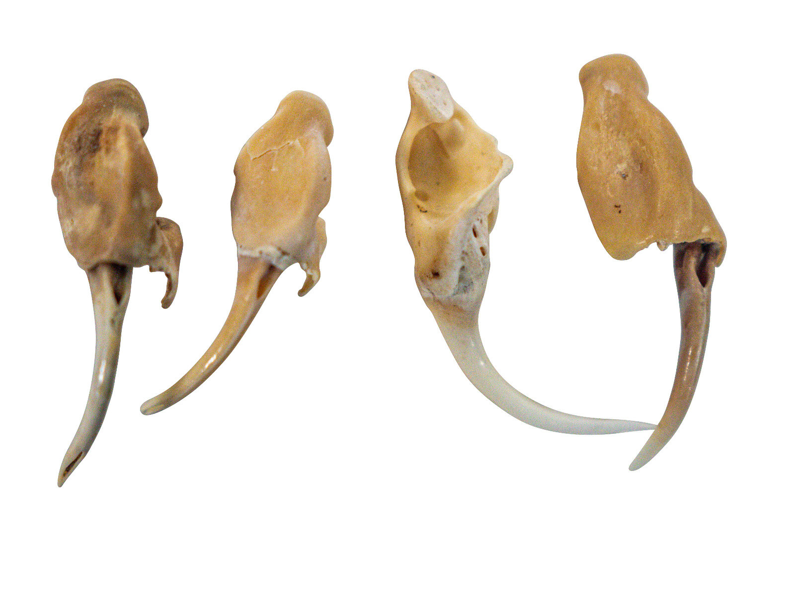 Real #2 Rattlesnake Fang (598-F2-AS) V1