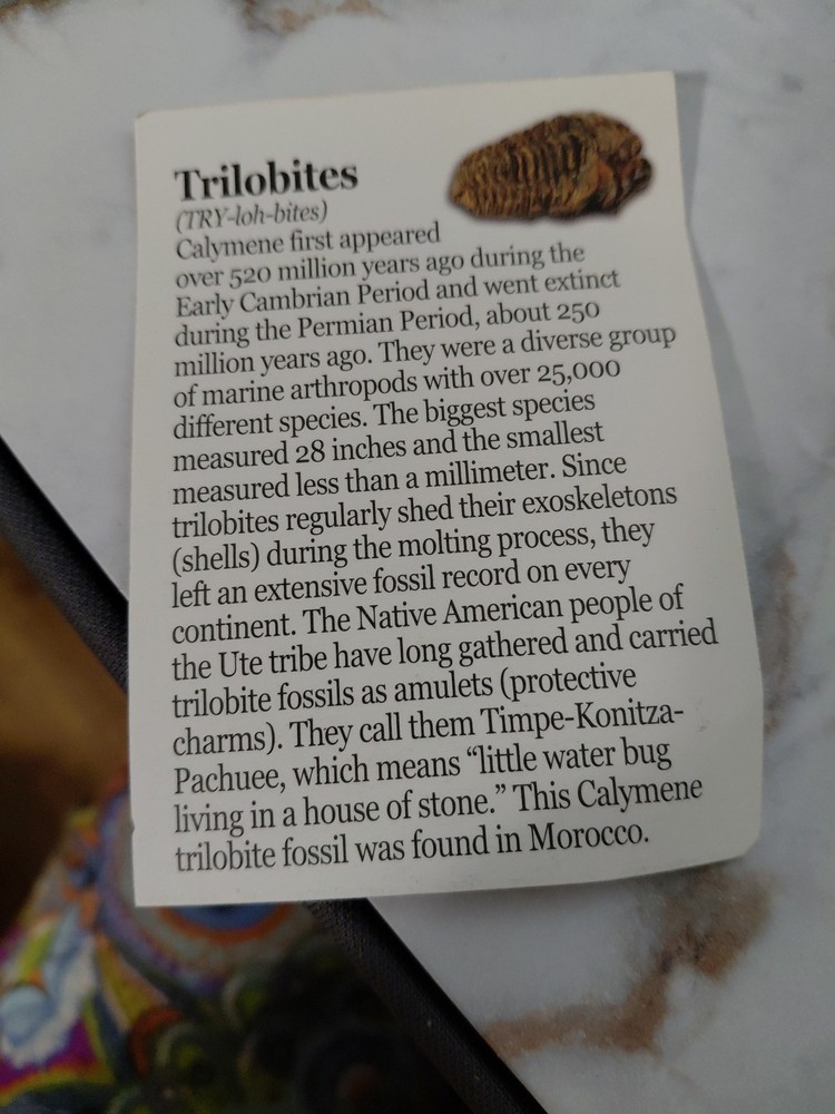 Trilobite Fossil From Morocco