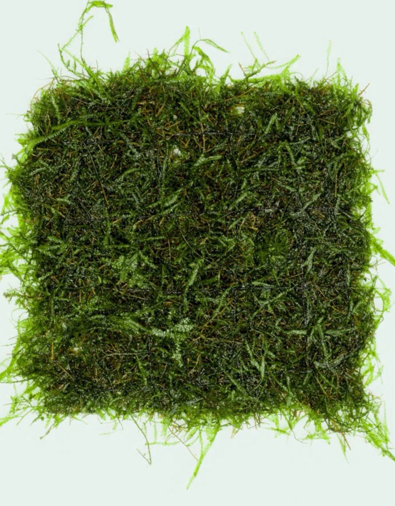 1 Big Portion Java Moss Live Aquarium Plant BUY 2 GET 1 FREE