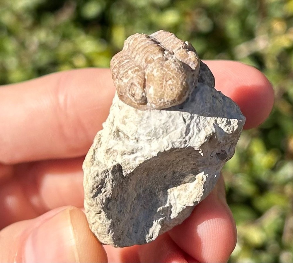Oklahoma Fossil Trilobite Kainops invius Devonian Bug in Matrix