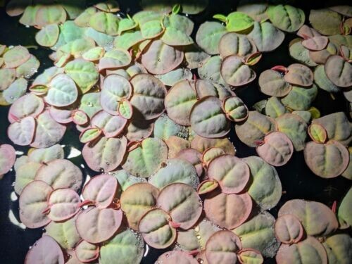 Red Root Floater, (Phyllanthus Fluitans) Live Aquarium Plants.aa