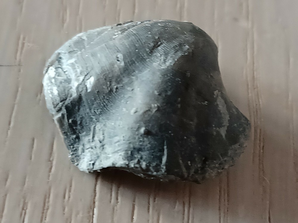Extremely rare Devonian brachiopod, Eoreticularia Aviceps, Poland, Rocks