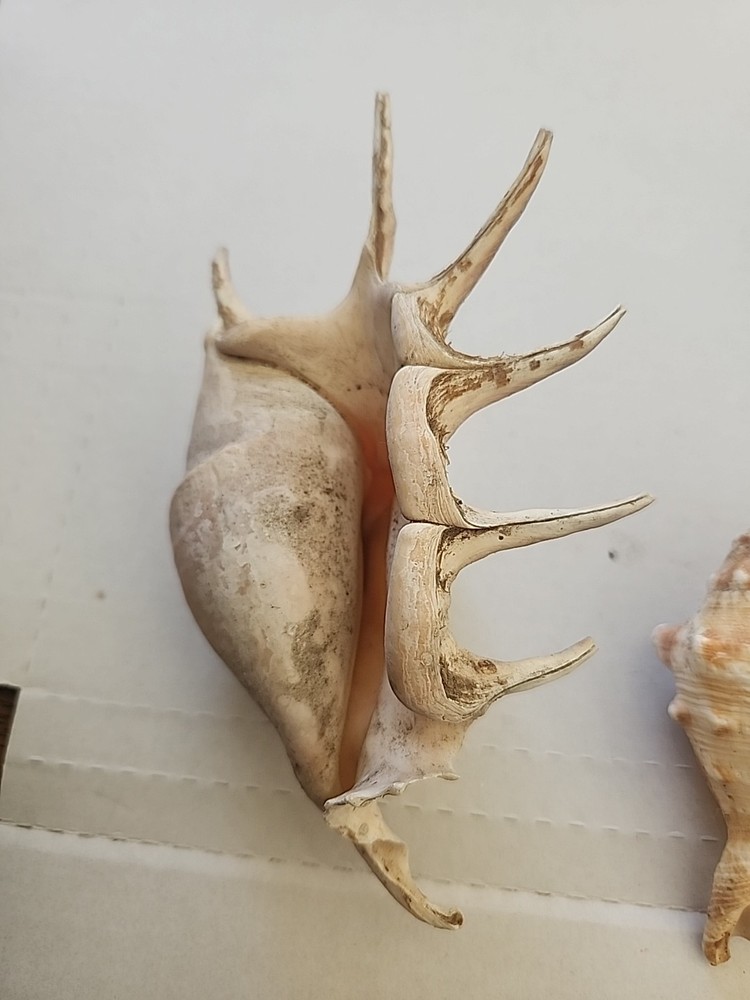 3 SPIDER CONCH shells.