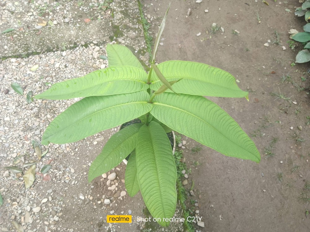 Syzygium Jiewhoei