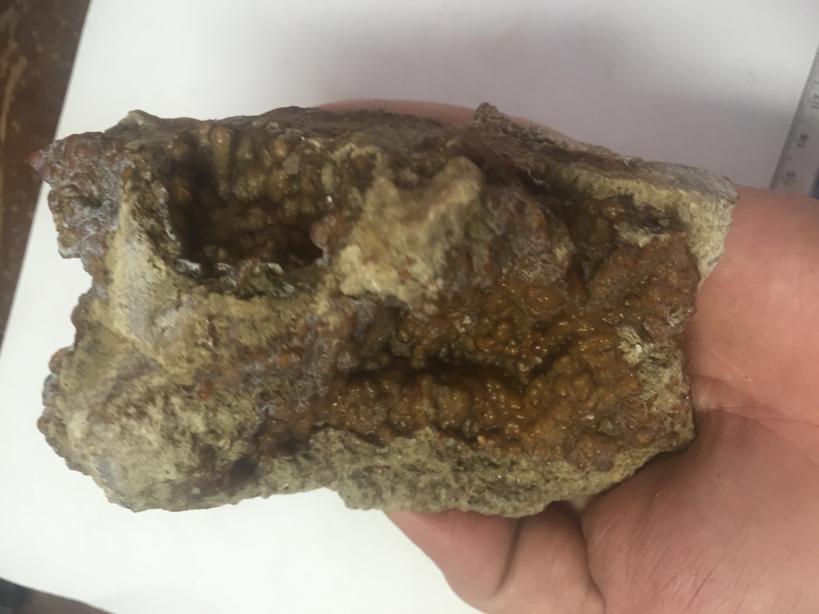 Big 1lb Fossilized Coral Botryoidal Specimen Peace River FL