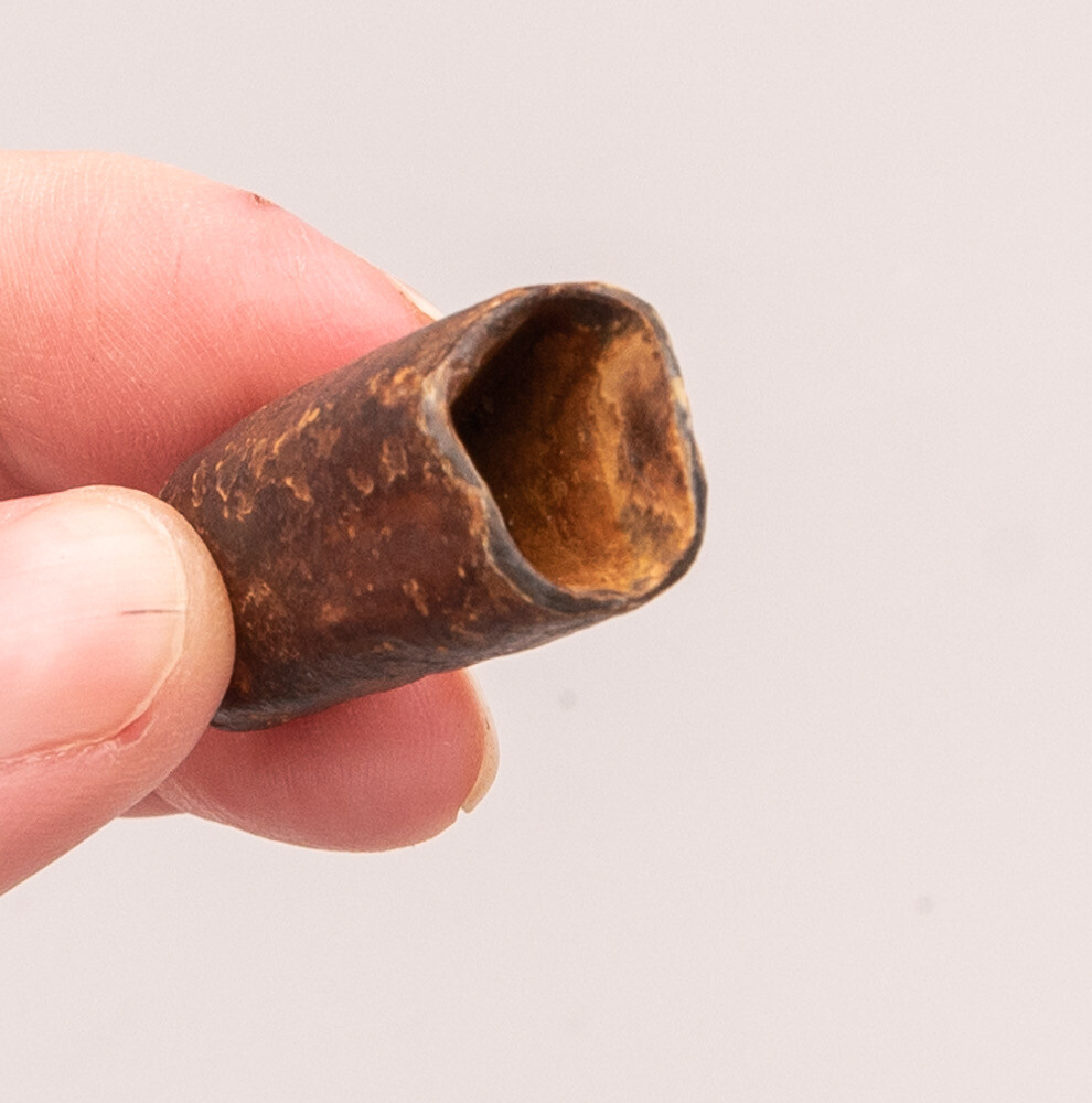  Fossil Megalonyx  Sloth Tooth  Florida   1874
