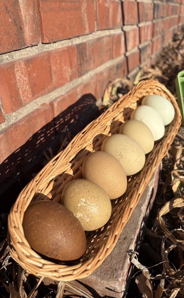 Hatching Eggs OLIVE 10+2 extra EE Marans Olive / Mint / Sage Cross
