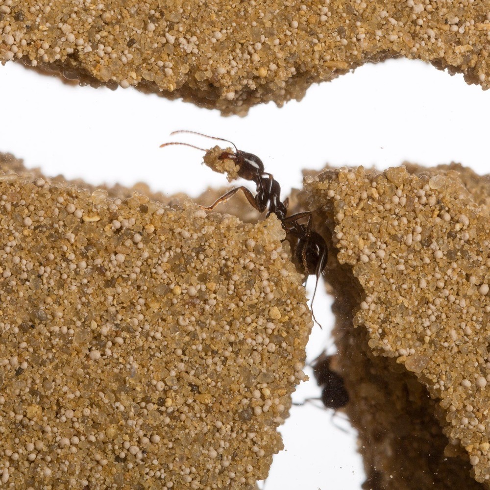 Sand Ant Farm Medium (Anthill, Formicarium, Educational, Ants)