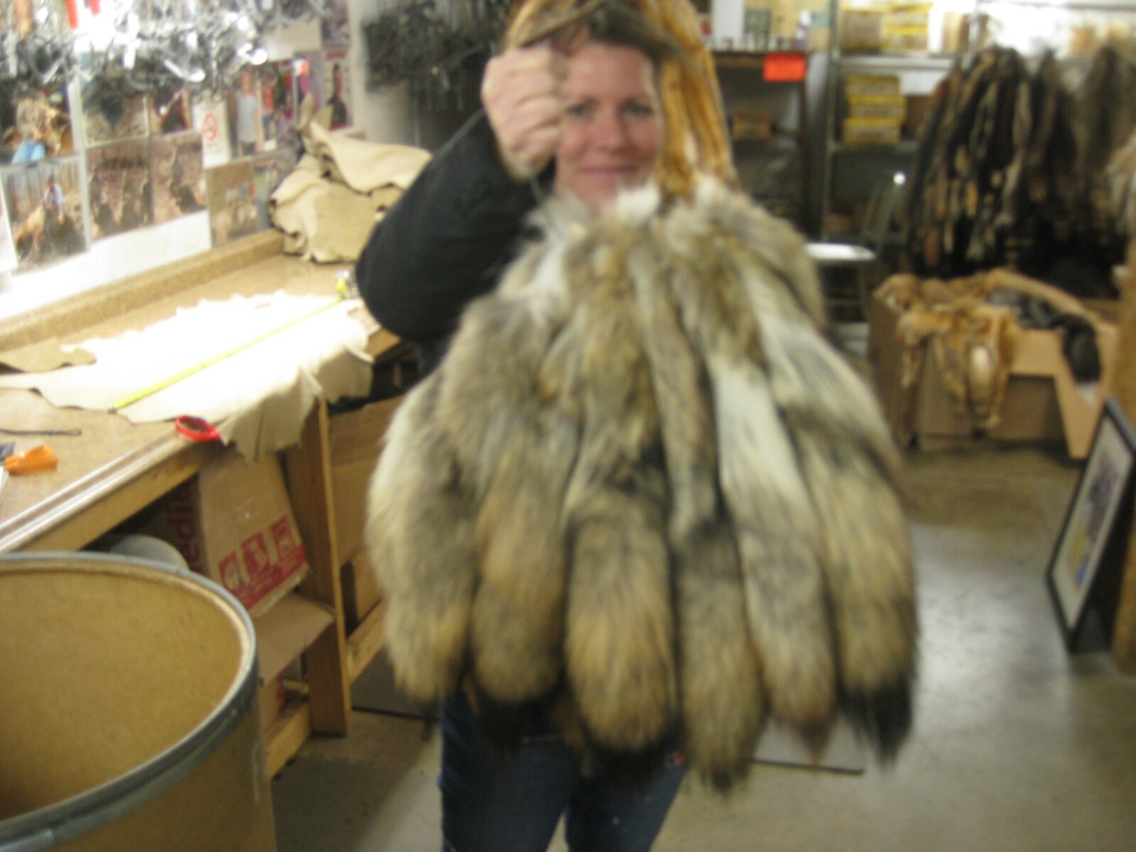 Tanned Coyote Tail # 1 Trapping Fur Coats Fur Craft Id Tag Blue