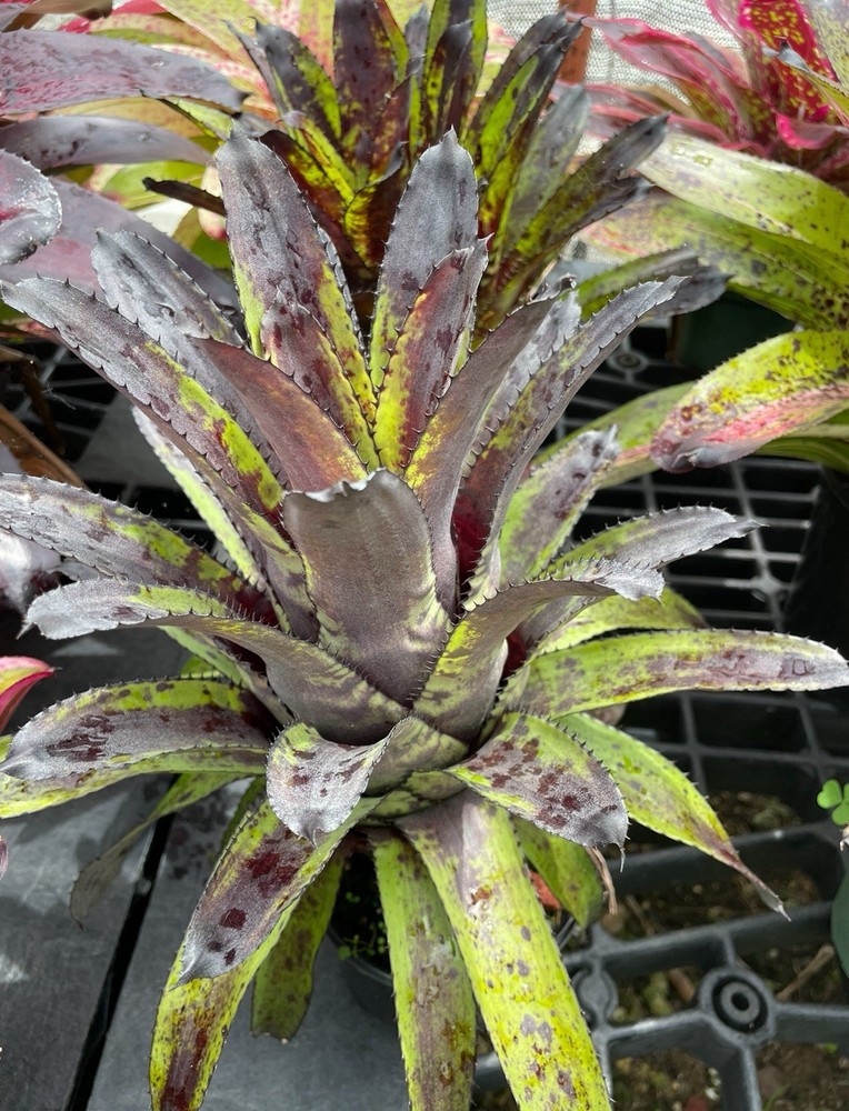 Aechmea ‘Canistrum Triangulare  ’ Bromeliad