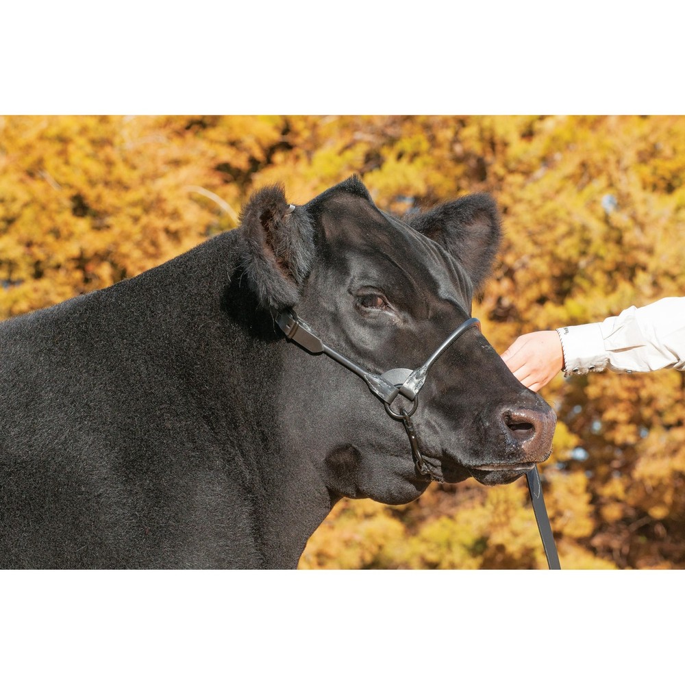 Weaver Livestock Leather Magic Show Cattle Halter - Adjustable, Durable