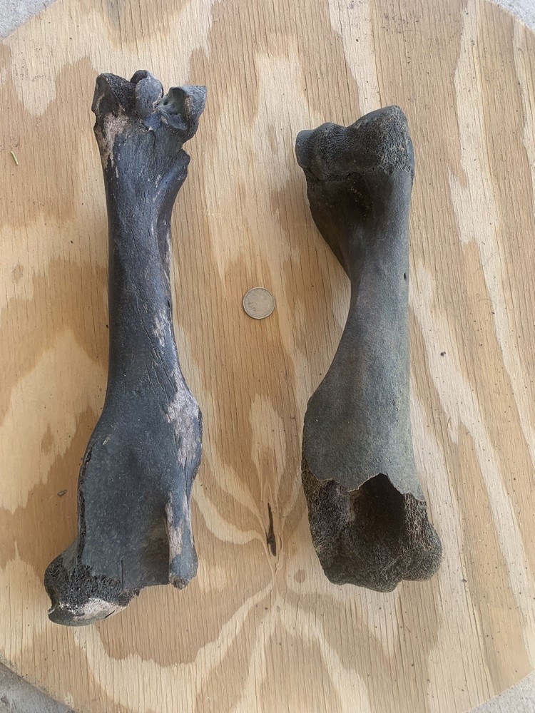 Fossilized Bison Bones
