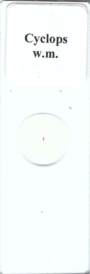 Cyclops w.m. Microscope Slide