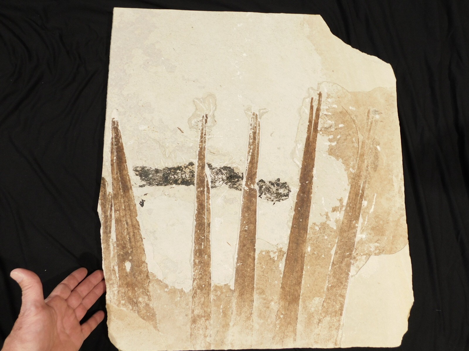 GIANT! PALM Frond Fossil With a BIG Rare Mioplosus FISH Fossil From Wyoming