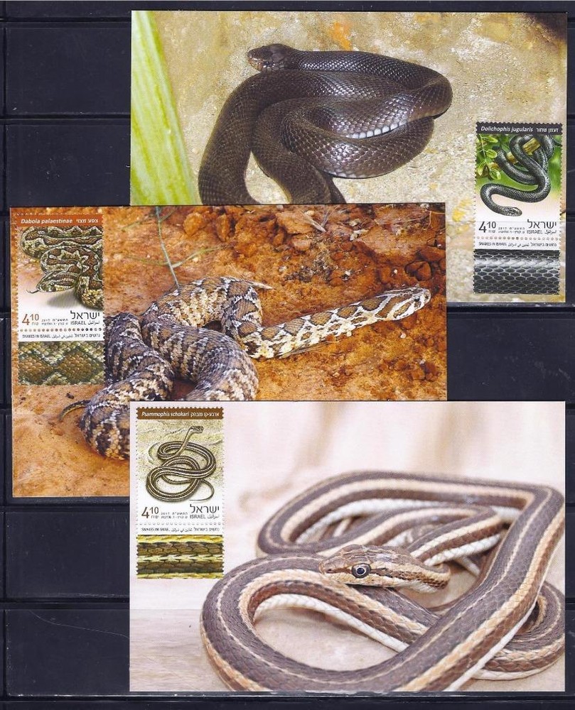 ISRAEL STAMPS 2017 SNAKES IN ISRAEL SPECIAL SHEET VIPER MAXIMUM CARD