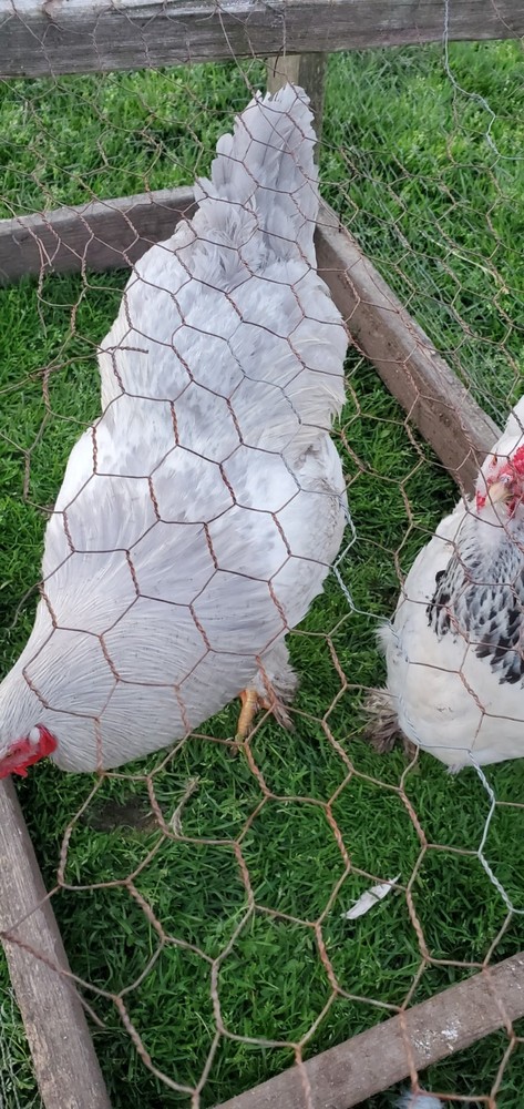Self Blue Light Columbia Brahma Hatching Eggs 6+