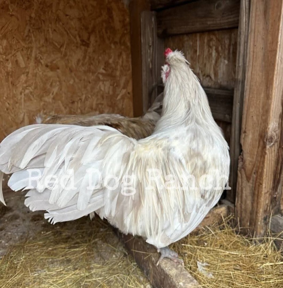 12+ *ULTRA RARE* Platinum/Dun Splash Olive Egger Hatching Eggs!!