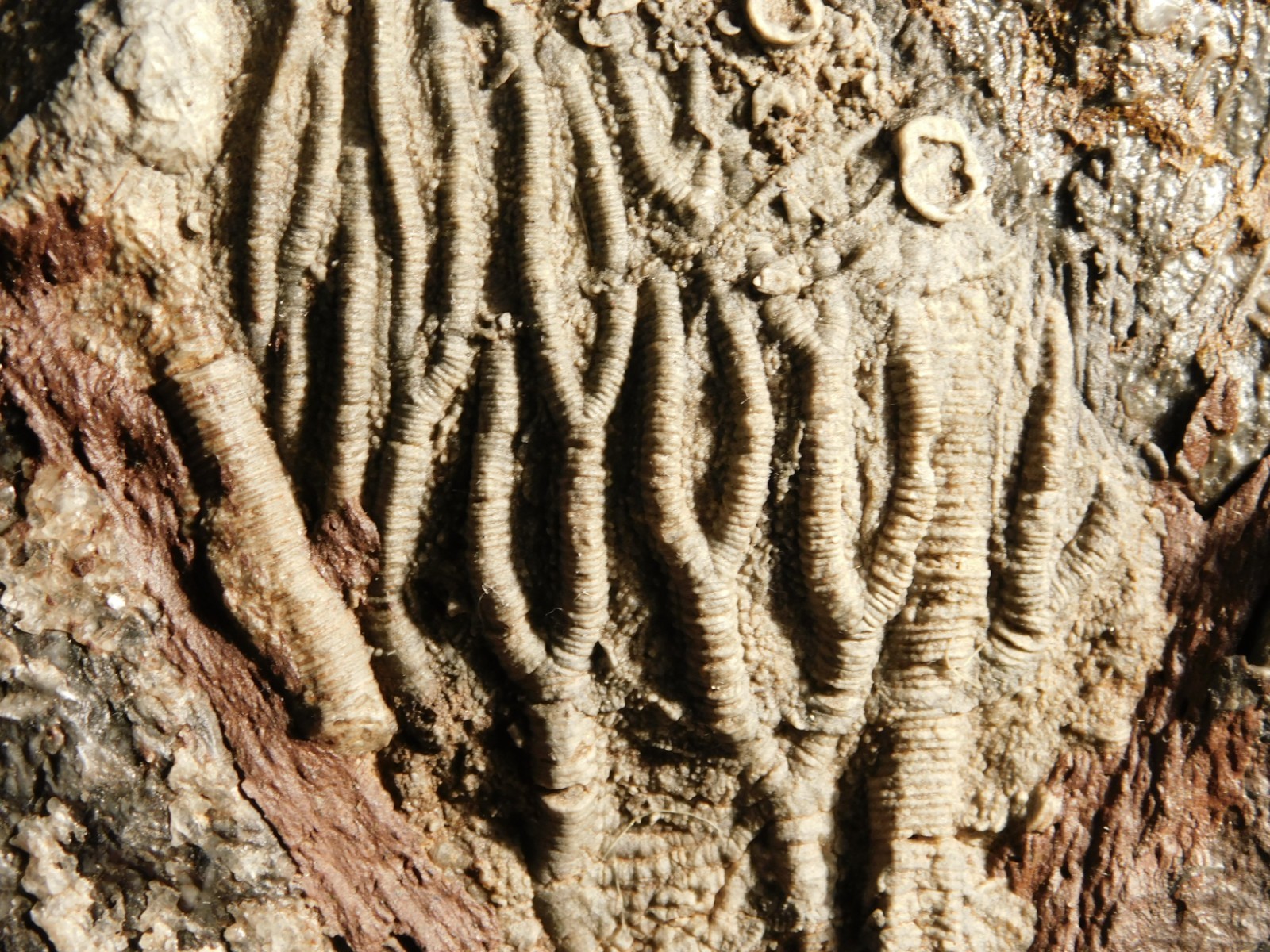 430 Million Year Old! CRINOID Fossil or Sea LILY Fossil Morocco 505gr