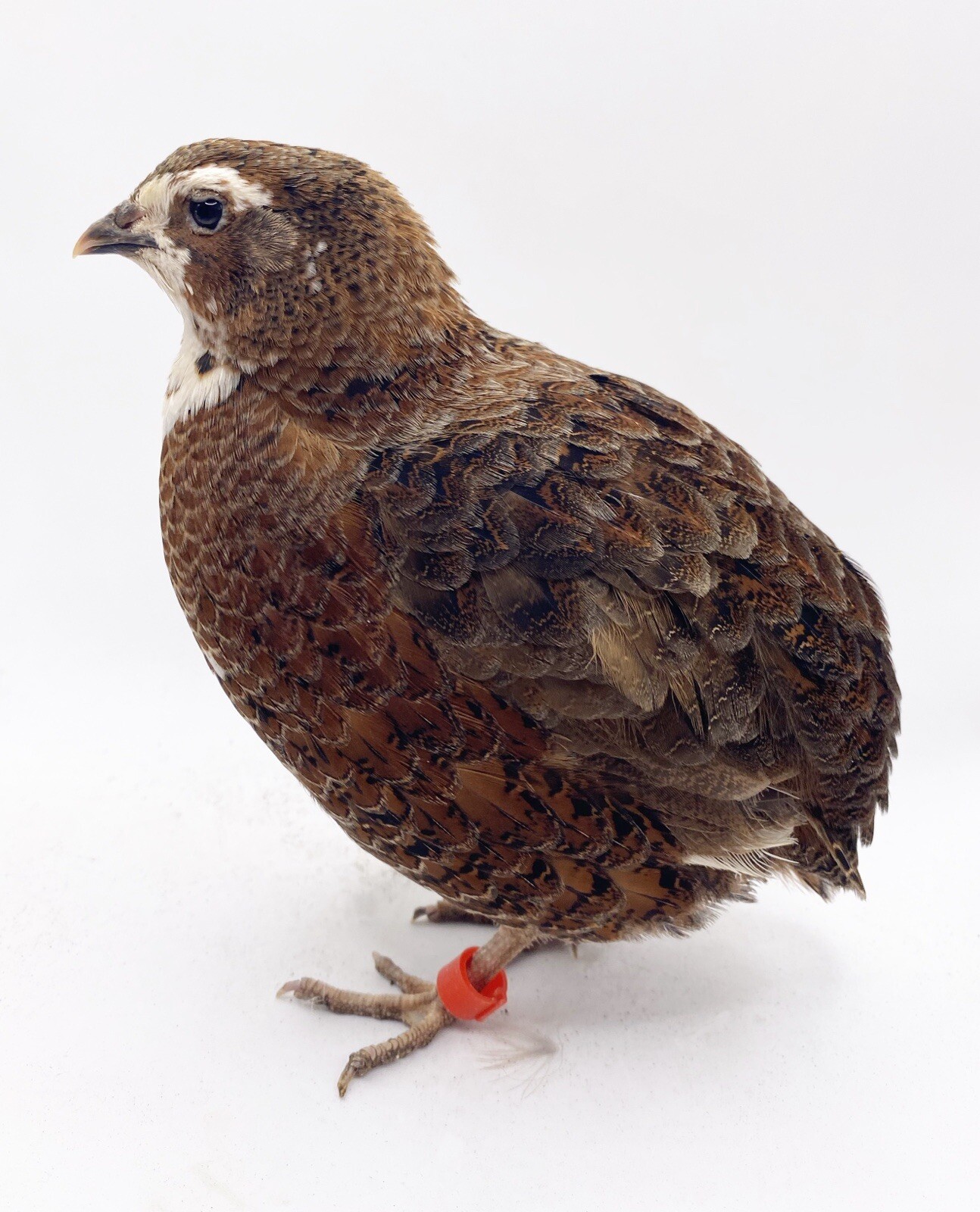 100+ Celadon Blue Coturnix Quail Hatching Eggs - Tuxedo, White, Red Range + More