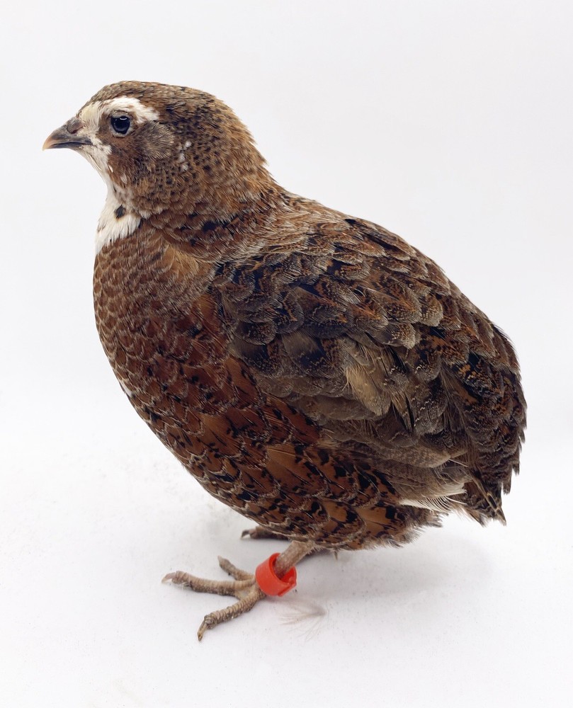 24 Celadon Coturnix Quail Hatching Eggs - Blue Egg Layers