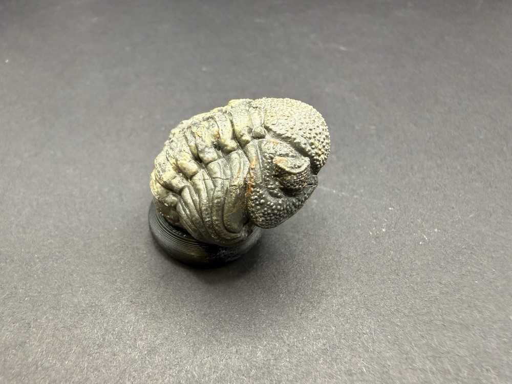 Enrolled Moroccops Trilobite