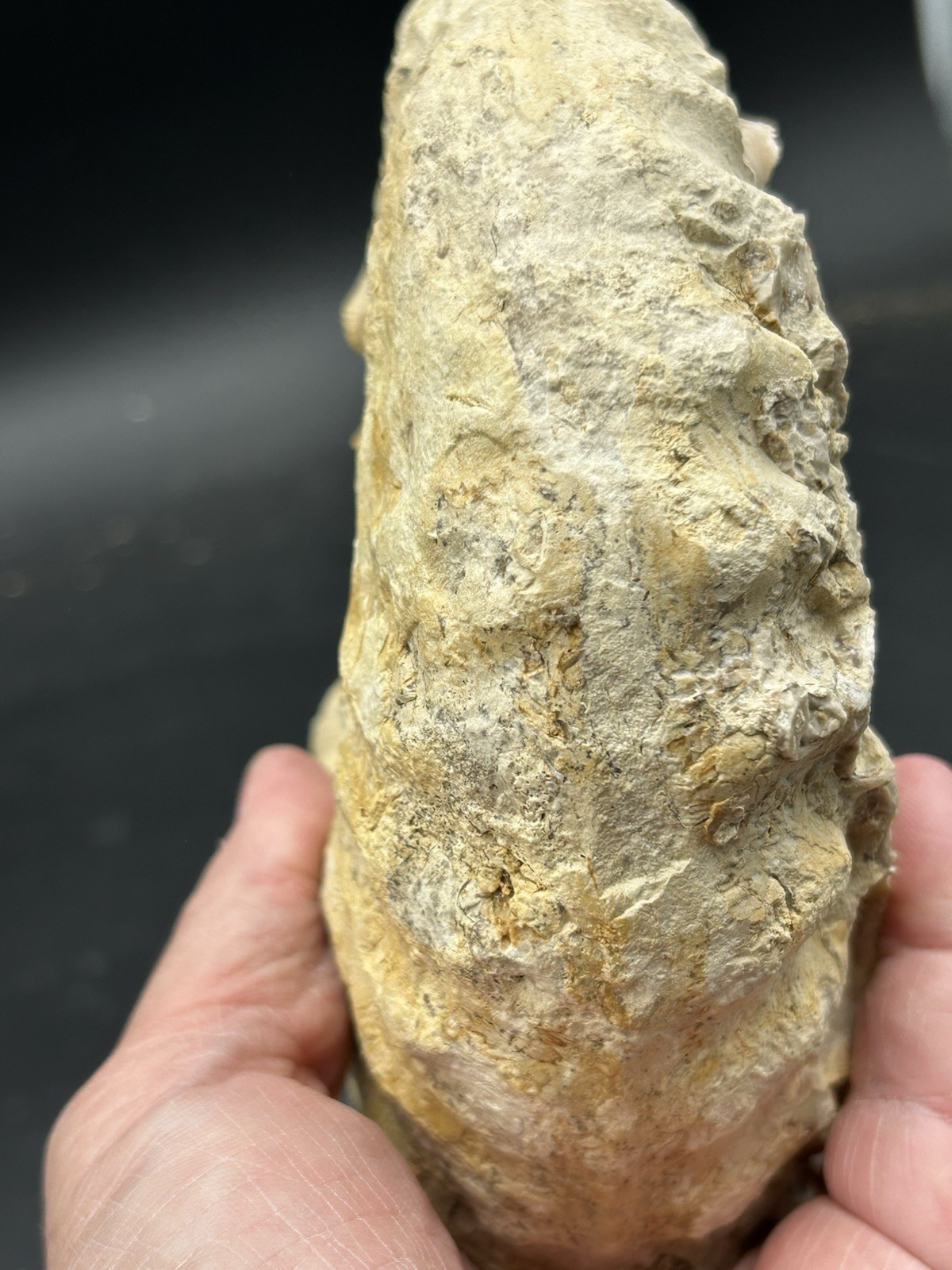 SUPERB 7.5” Cretaceous Mortoniceras Sp.Texas Fossil Ammonite!CRAZY Oyster Party!