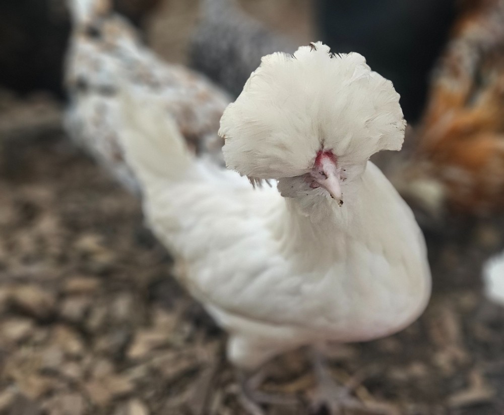 12 Polish Hatching Eggs