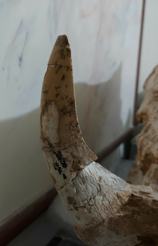 Chilotherium ( 2 skulls in single auction )