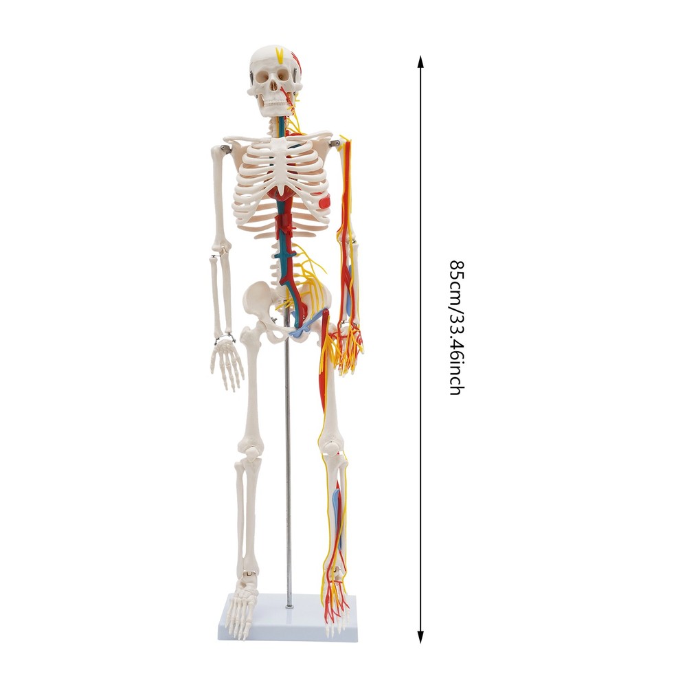 34'' Human Skeleton Model Standing Style With Neurovascular