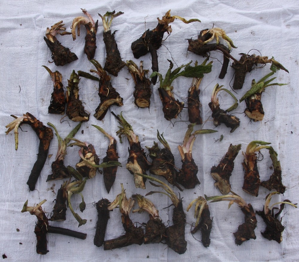 Two Pounds Live Russian Comfrey Plant Root Crowns - Bocking #4