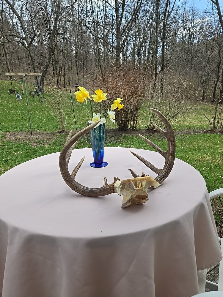Deer Antlers